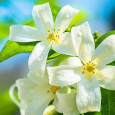Neroli