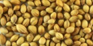 Coriander Seeds