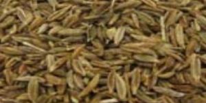 Cumin Seeds
