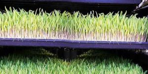 Hydroponics Fodder Machine