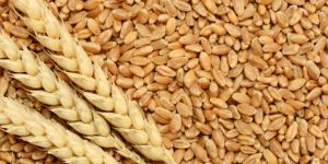 Wheat