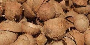 Coconut Shells
