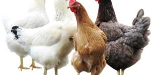 Poultry Feed Supplements
