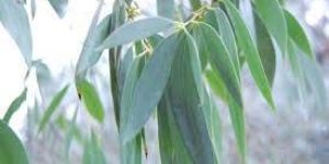 Eucalyptus Globulus Leaves