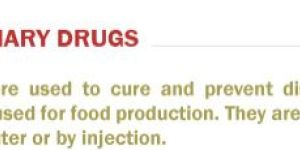Veterinary Drugs