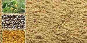 Cassia Tora Powder