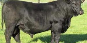 Murrah Breeding Bulls