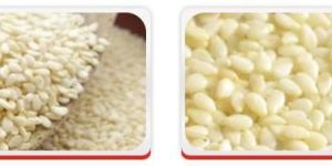 Oil Seeds- White Sesame Seed