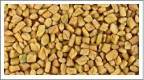 Fenugreek