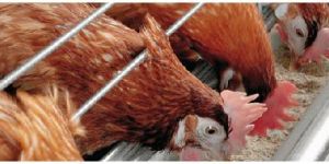 Poultry Feed