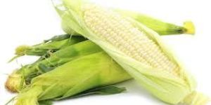 White Corn