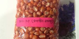 Hybrid  Corn Seeds