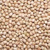 Kabuli Chickpeas