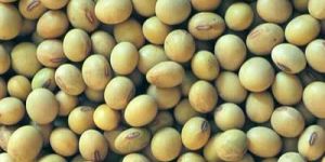 Soybean Seeds