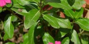 Catharanthus Roseus