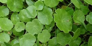Hydrocotyle Asiatica