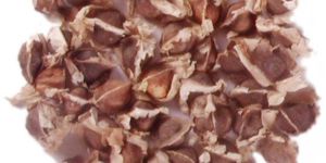 Moringa Oleifera Seed (PKM 1)