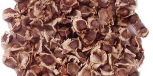 Moringa Oleifera Seed (PKM II)