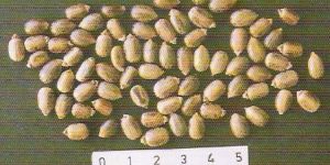 Ricinus Communis Seeds