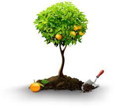 Super Potassium Humate