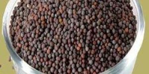 Black Mustard Seeds