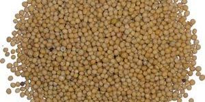 Yellow Mustard Seeds