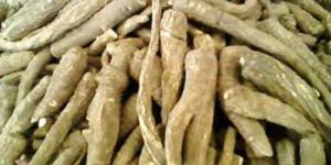 Angelica Root
