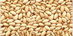 Natural Sesame Seeds
