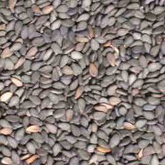 Sesame