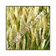 Wheat
