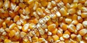 Yellow Maize Seeds
