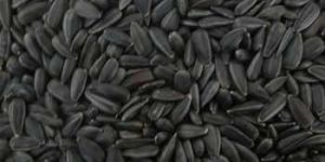 Black Sunflower Seed