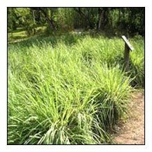Lemongrass