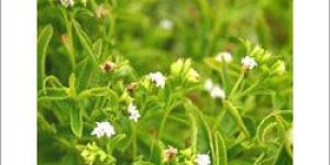 Stevia Plant