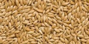 Canary Seed