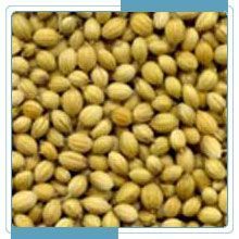 Coriander Seeds