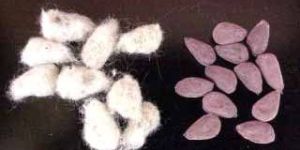 Cotton Seeds