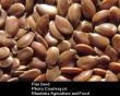 Linseed Seeds