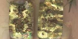 Light Golden Rectangular Glass Stones