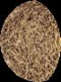 Cumin Seed