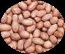 Ground Nut