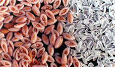 Psyllium Husks