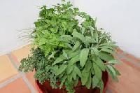 Aromatic Herbs