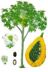 Carica Papaya