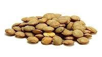 Lentil Beans