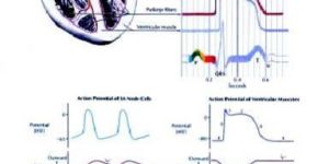 Electrical Activity