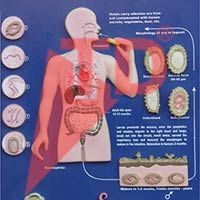 Helminthology & Protozoology Models