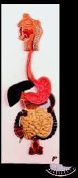 Human Digestive System