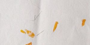 White with Natural Petal and Grass Inclusions Handmade Paper