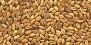 Indian Wheat